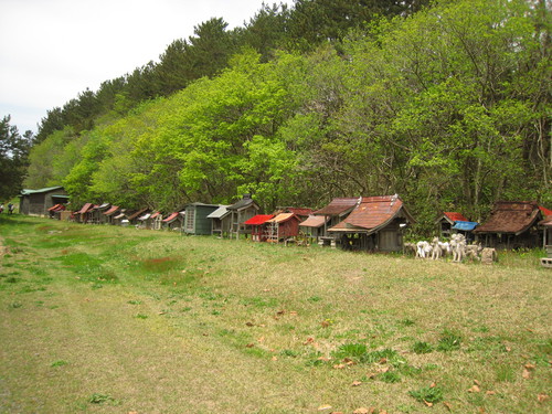 トタン祠遠景IMG_4754.JPG